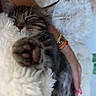 blanket, bracelet, cat, close_up, closed_eyes, cozy, cuddling, fluffy, furry, gray_fur, hand, indoor, kitten, paw, pet, portrait, sleeping, striped_fur, tabby, whiskers