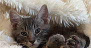 Zuko participe au concours pour gagner de l'argent avec cette photo : animal, blanket, cat, closeup, cozy, cream, cute, ears, fluffy, fur, indoor, kitten, paw, pet, portrait, relaxed, sleeping, soft, tabby, whiskers