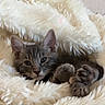 animal, blanket, cat, closeup, cozy, cream, cute, ears, fluffy, fur, indoor, kitten, paw, pet, portrait, relaxed, sleeping, soft, tabby, whiskers