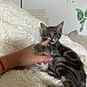 Zuko participe au concours pour gagner de l'argent avec cette photo : animal, blanket, cat, cozy, ears, eyes, feline, finger, fluffy, gray_fur, hand, indoor, kitten, lying_down, mouth, paw, pet, striped_fur, tabby, whiskers