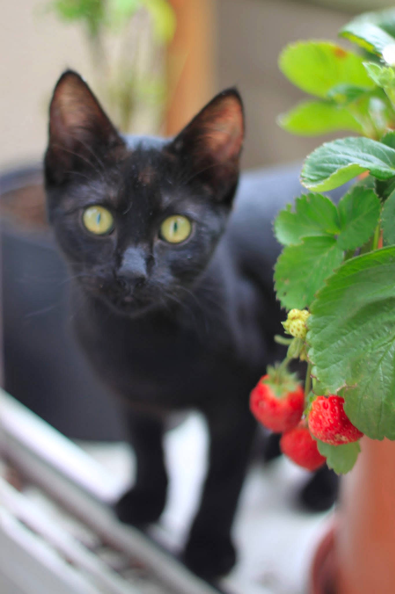 Bulma a rejoint le concours — aidez-le/la à gagner de superbes lots ! annual_plant, black_cat, bombay, carnivore, cat, domestic_short_haired_cat, felidae, flowering_plant, fruit, fur, havana_brown, plant, small_to_medium_sized_cats, snout, tail, terrestrial_animal, tree, whiskers