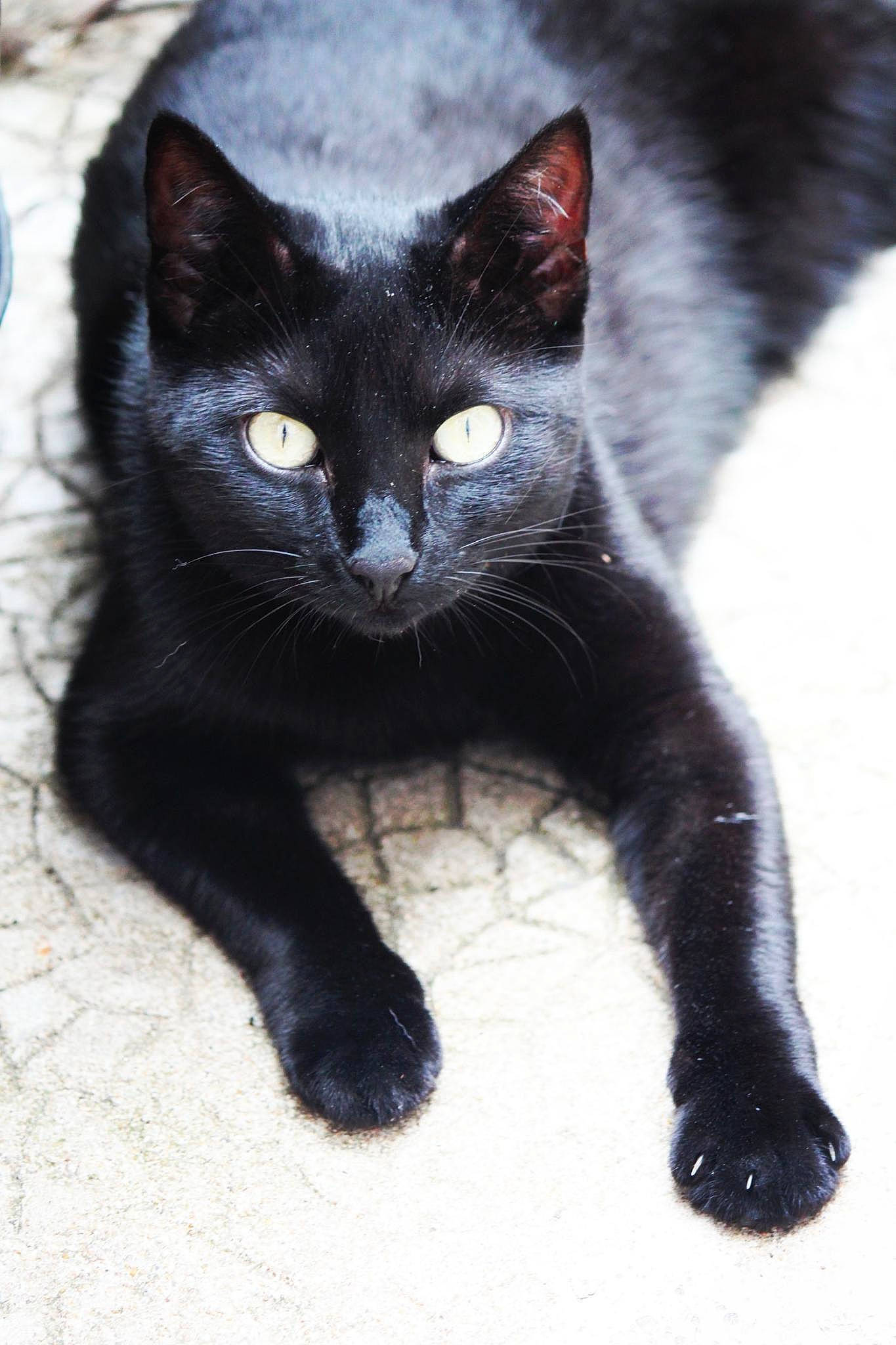 Bulma participe au concours pour gagner de l'argent avec cette photo : black_cat, bombay, carnivore, cat, claw, domestic_short_haired_cat, eye, felidae, foot, fur, paw, sitting, small_to_medium_sized_cats, snout, tail, terrestrial_animal, whiskers