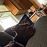 appliance, brown_dog, cabinets, casual, collar, couch, curious, dog, furniture, home, indoor, kitchen, lap, laptop, light, person, relaxed, resting, technology, window