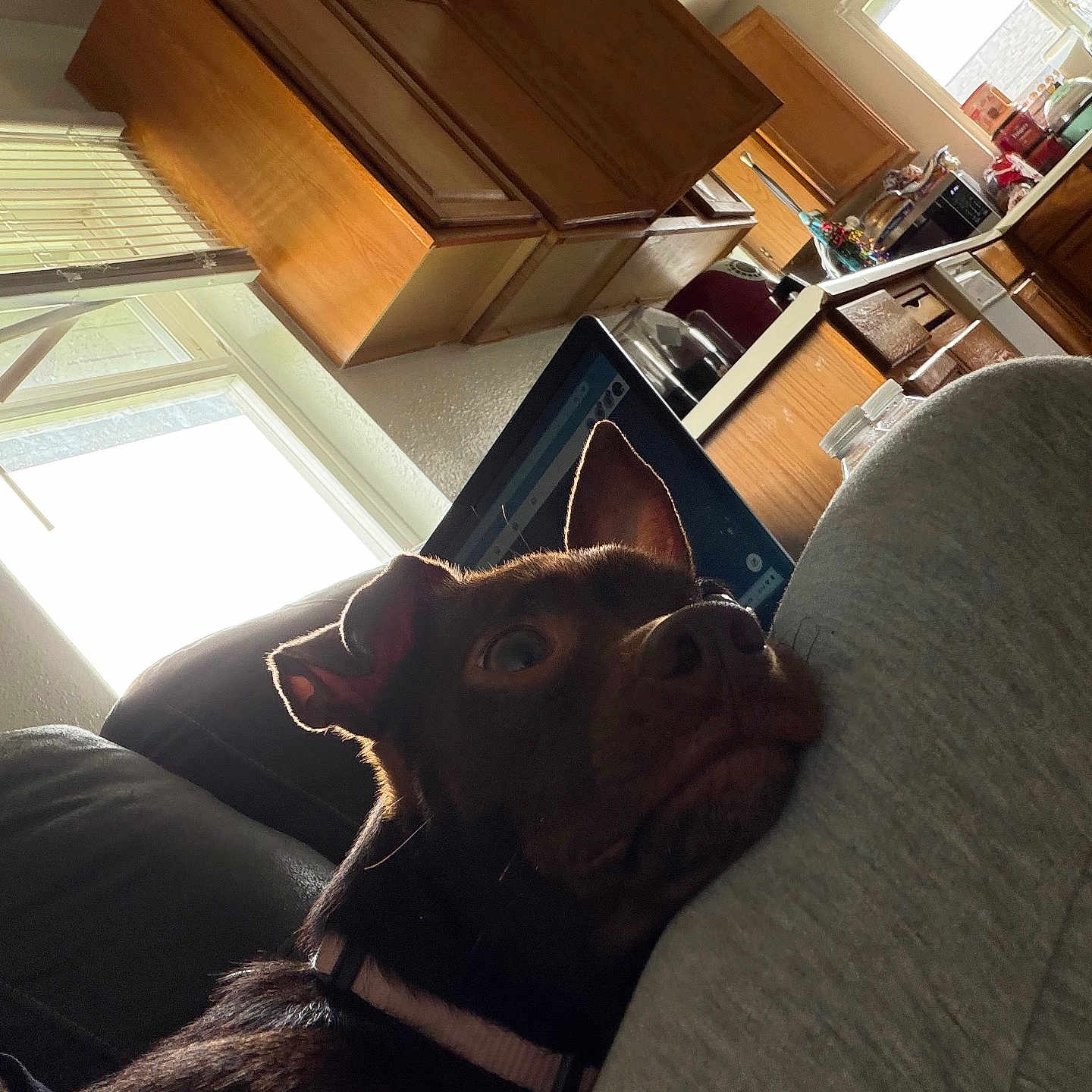 Brownie
