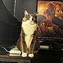 Pebbles joined the competition — help win amazing prizes! cat, computer, desk, eyes, fur, furniture, gray_cat, indoor, keyboard, looking, pet, poster, room, sitting, spider_man, table, technology, wall, whiskers, white_cat