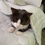 Pebbles is registered to the contest to win money with this photo: animal, bed, blanket, cat, cozy, curious, cute, domestic, fur, gray, indoor, mammal, paws, pet, quilt, resting, sleepy, whiskers, white, yellow_eyes