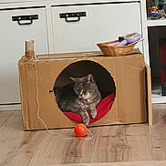 Patate participe au concours pour gagner de l'argent avec cette photo : animal, basket, brushes, cabinet, cardboard_box, cat, cozy, furniture, gray_cat, home, indoor, orange_ball, pet, red_blanket, relaxed, resting, shelf, string, toy, wooden_floor