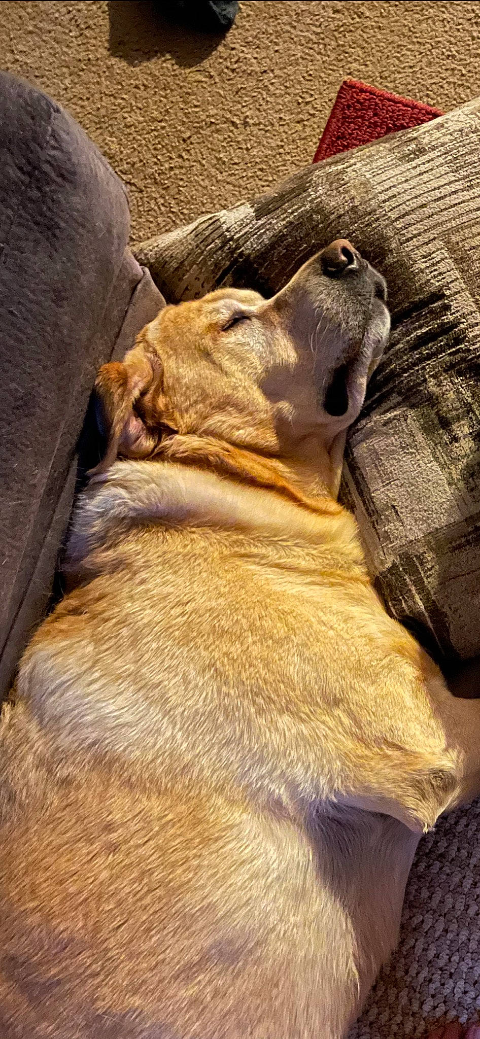 Mac is registered to the contest to win money with this photo: big_cats, canidae, carnivore, companion_dog, dog, dog_breed, fawn, felidae, fur, lion, paw, puma, small_to_medium_sized_cats, snout, sporting_group, terrestrial_animal, whiskers, wood, working_animal, wrinkle