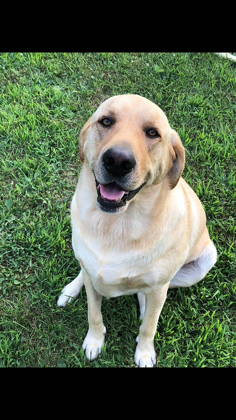 Mac is registered to the contest to win money with this photo: ancient_dog_breeds, canidae, carnivore, collar, companion_dog, dog, dog_breed, dog_collar, fang, fawn, grass, gun_dog, hunting_dog, labrador_retriever, plant, retriever, sporting_group, whiskers, working_animal, working_dog