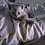 kitten, cat, pet, animal, indoor, bed, blanket, fur, cute, small, whiskers, paws, resting, cozy, young, domestic, mammal, sleepy, soft, curious