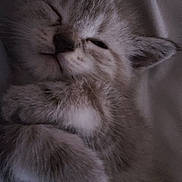 Perle participe au concours pour gagner de l'argent avec cette photo : kitten, sleeping, close_up, fur, paw, cute, pet, animal, cozy, resting, soft, whiskers, young, feline, domestic_cat, adorable, peaceful, indoors, face, relaxing