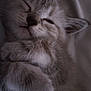 kitten, sleeping, close_up, fur, paw, cute, pet, animal, cozy, resting, soft, whiskers, young, feline, domestic_cat, adorable, peaceful, indoors, face, relaxing