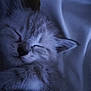 Perle participe au concours pour gagner de l'argent avec cette photo : kitten, sleeping, fur, cute, animal, pet, closeup, whiskers, paw, resting, cozy, soft, adorable, feline, peaceful, indoor, young, mammal, bed, comfort