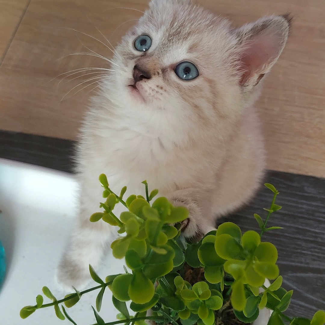 Perle a rejoint le concours — aidez-le/la à gagner de superbes lots ! blue_eyes, cat, close_up, curious, cute, domestic_animal, feline, fluffy, fur, green, indoor, kitten, paw, pet, plant, potted_plant, small, tray, wooden_table, young_animal