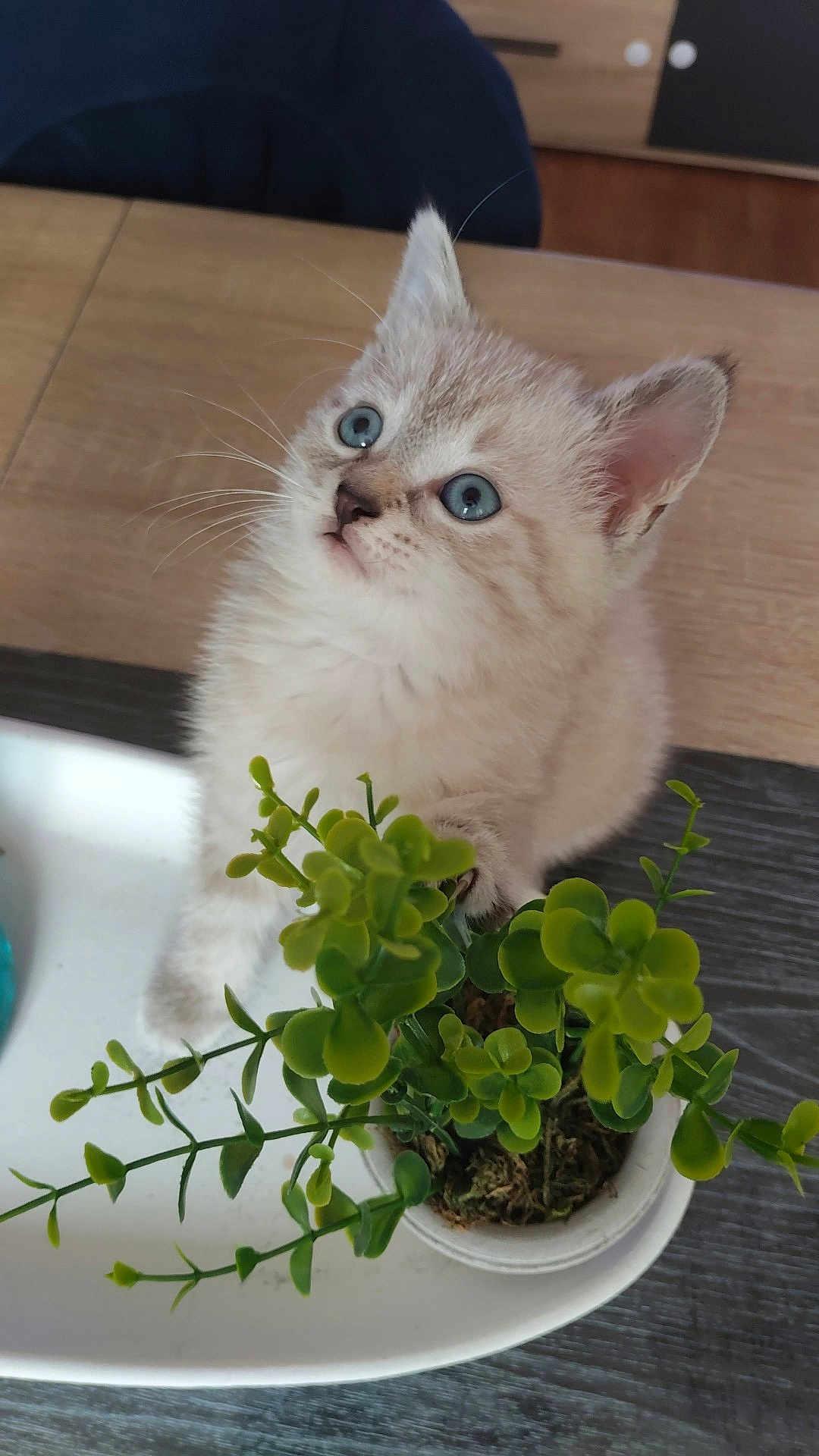 Perle a rejoint le concours — aidez-le/la à gagner de superbes lots ! kitten, cat, blue_eyes, fluffy, plant, potted_plant, green, indoor, curious, paw, tray, wooden_table, domestic_animal, pet, young_animal, feline, close_up, cute, small, fur