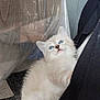 Perle a rejoint le concours — aidez-le/la à gagner de superbes lots ! kitten, cat, blue_eyes, fluffy, curious, indoor, plastic_cover, table, fabric, black_cloth, carpet, television, reflection, soft_light, close_up, pet, young_animal, feline, cute, domestic_animal