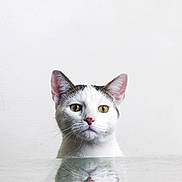 Jypsy joined the competition — help win amazing prizes! animal, calm, cat, clean, close_up, curious, ears, face, feline, indoor, looking_up, minimalist, pet, portrait, reflection, soft_light, still_life, whiskers, white_background, yellow_eyes