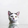 animal, calm, cat, clean, close_up, curious, ears, face, feline, indoor, looking_up, minimalist, pet, portrait, reflection, soft_light, still_life, whiskers, white_background, yellow_eyes
