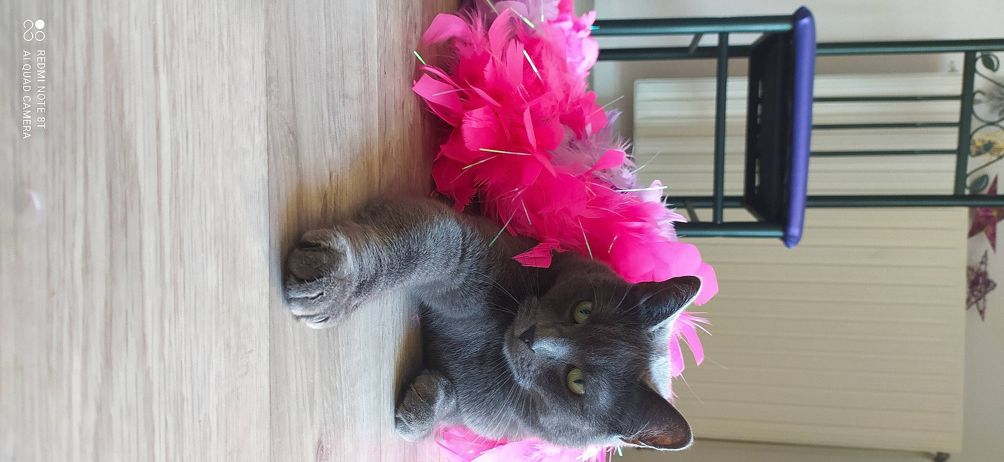 Christale a rejoint le concours — aidez-le/la à gagner de superbes lots ! black_cat, carmine, carnivore, cat, cat_supply, costume_hat, domestic_short_haired_cat, fashion_accessory, felidae, fur, grey, hat, magenta, pink, russian_blue, small_to_medium_sized_cats, tail, whiskers, window, wood