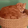 animal, animal_portrait, cat, cat_bed, cozy, cute, domestic_animal, ears, feline, fur, indoor, orange_cat, pet, pet_bed, relaxed, rest, resting, sleeping, tabby, whiskers