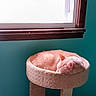 Snuggles is registered to the contest to win money with this photo: animal, cat, cat_bed, comfortable, cozy, domestic_animal, feline, fur, household, indoor, light, nap, peaceful, pet, quiet, resting, sleeping, sunlight, teal_wall, window