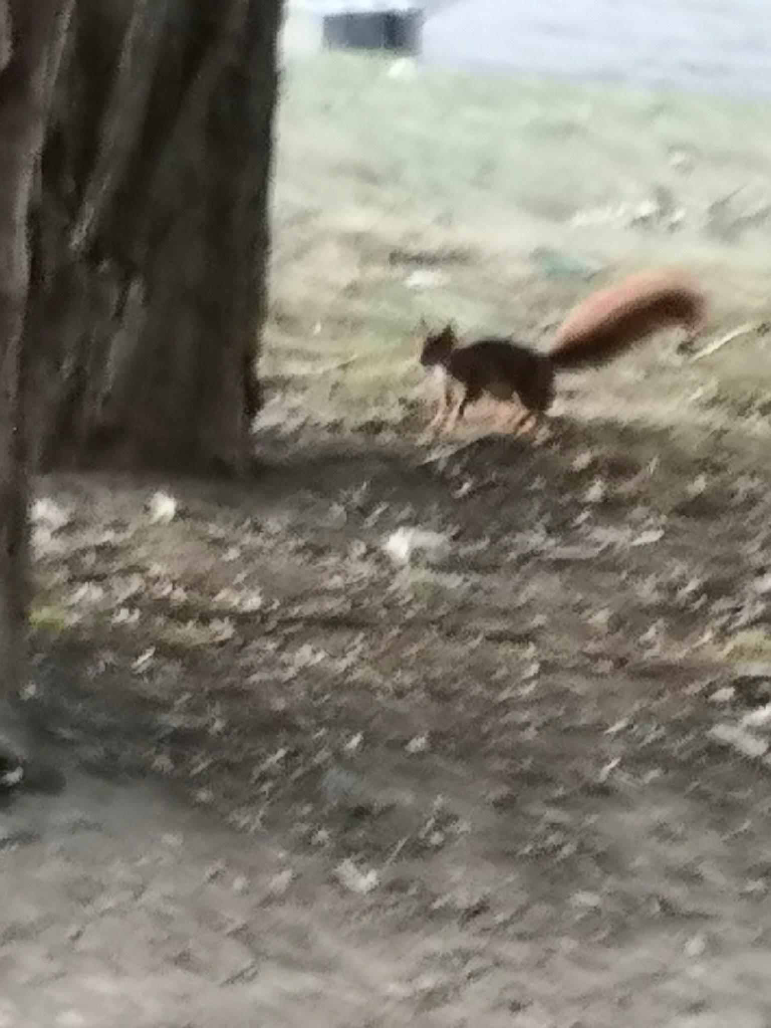 Maurice a rejoint le concours — aidez-le/la à gagner de superbes lots ! rodent, squirrel, tail, tree, wildlife