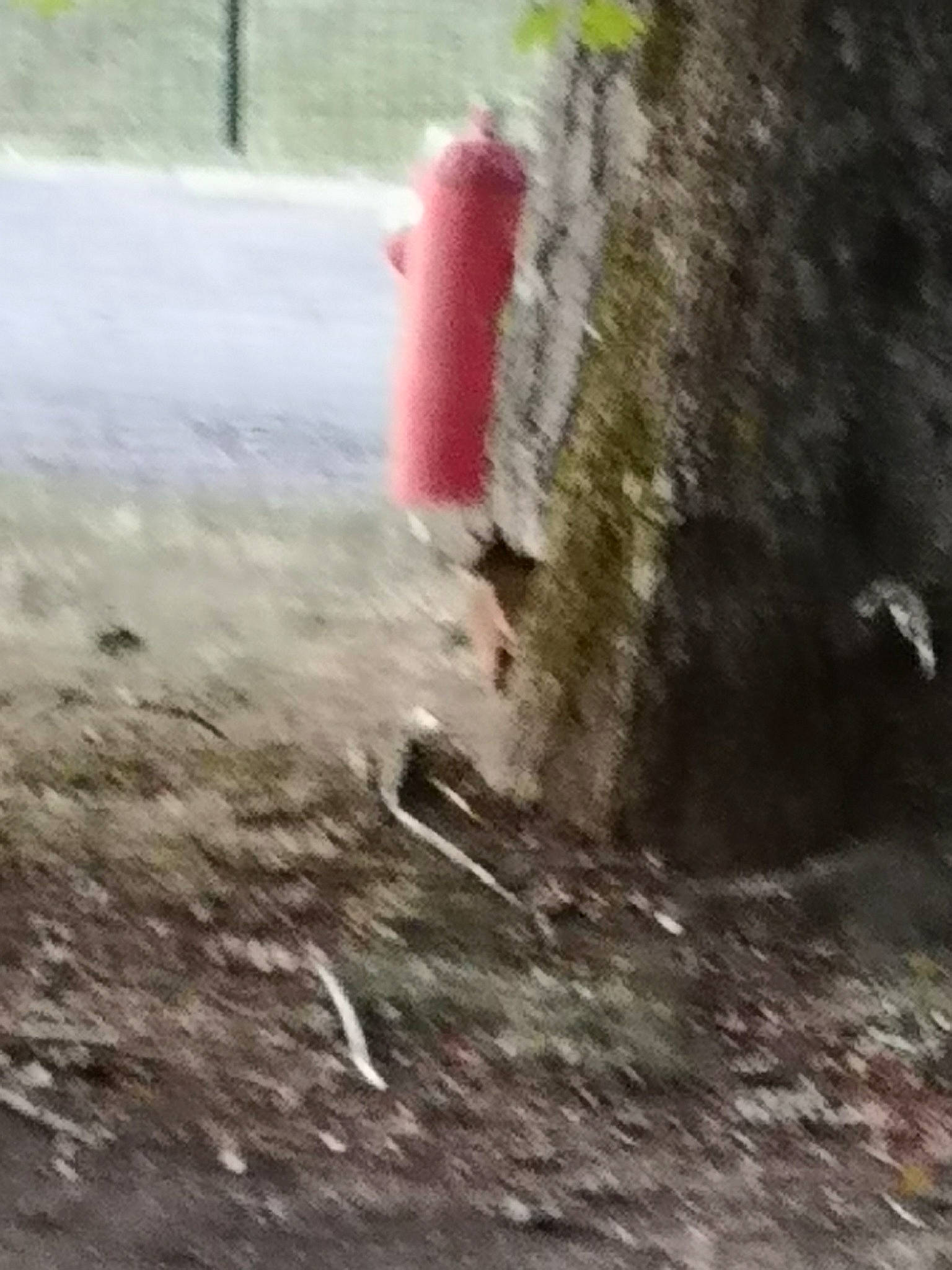 Maurice a rejoint le concours — aidez-le/la à gagner de superbes lots ! geological_phenomenon, mud, off_roading, plant, soil, tree