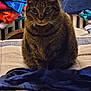 cat, tabby, indoor, pet, feline, striped, towel, blanket, fabric, bed, curtain, window, domestic_animal, whiskers, ears, fur, sitting, looking, closeup, cozy