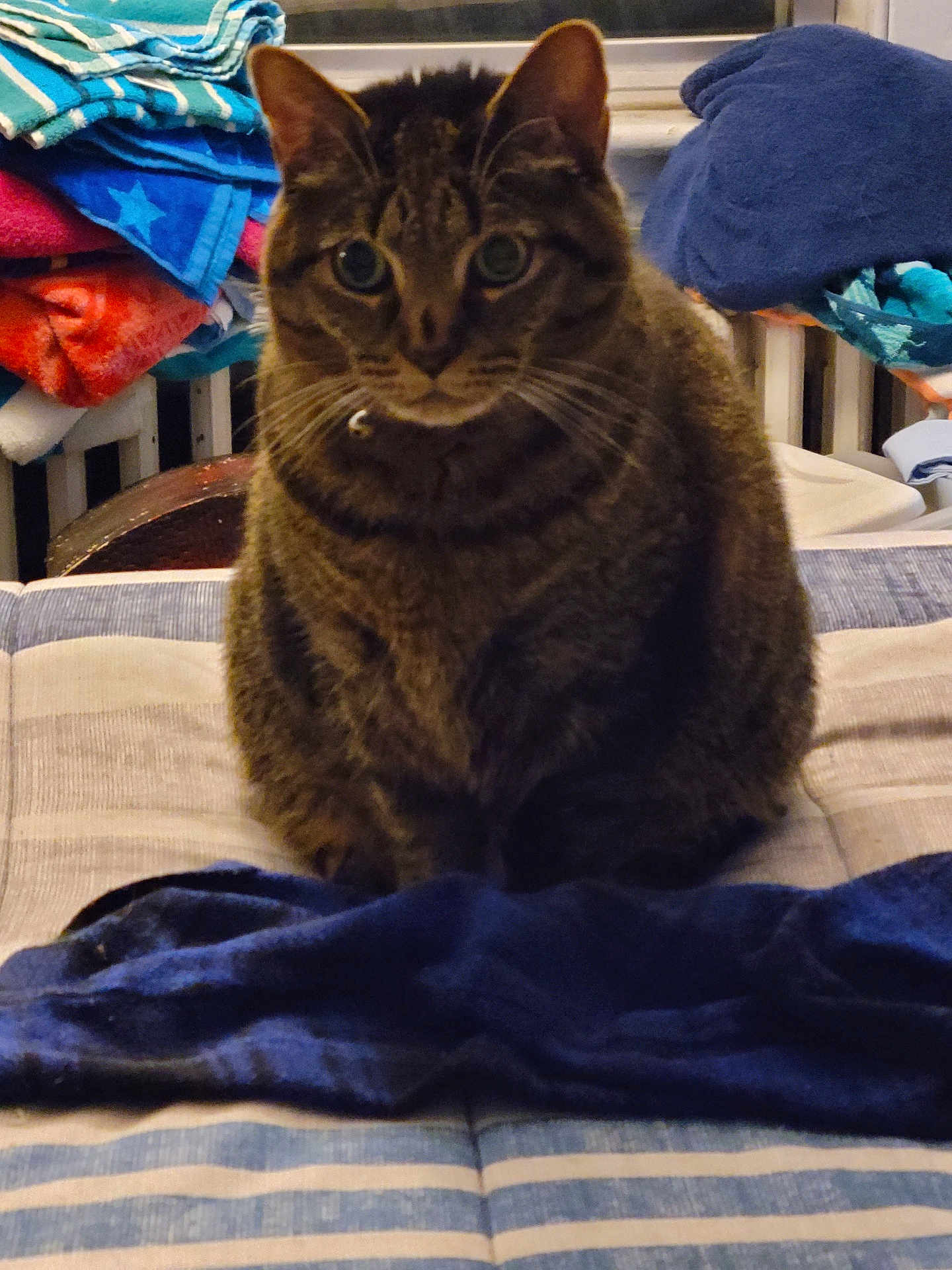 Remianna is registered to the contest to win money with this photo: cat, tabby, indoor, pet, feline, striped, towel, blanket, fabric, bed, curtain, window, domestic_animal, whiskers, ears, fur, sitting, looking, closeup, cozy