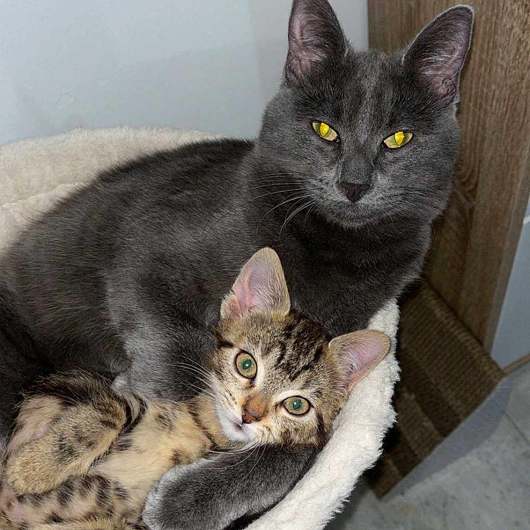 Bagheera Et Paqueta a rejoint le concours — aidez-le/la à gagner de superbes lots ! abyssinian, animal, ball, basket, cat, face, furniture, head, indoors, kitten, manx, person, pet, photography, plant, pottedplant, sport, tennis, tennisball, wood