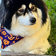 Minnie joined the competition — help win amazing prizes! dog, fluffy, black_and_white, bandana, halloween, pumpkin, ghost, outdoor, grass, wooden_surface, pet, cute, calm, animal, closeup, fur, sitting, portrait, nature, companion