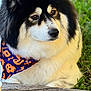 dog, fluffy, black_and_white, bandana, halloween, pumpkin, ghost, outdoor, grass, wooden_surface, pet, cute, calm, animal, closeup, fur, sitting, portrait, nature, companion