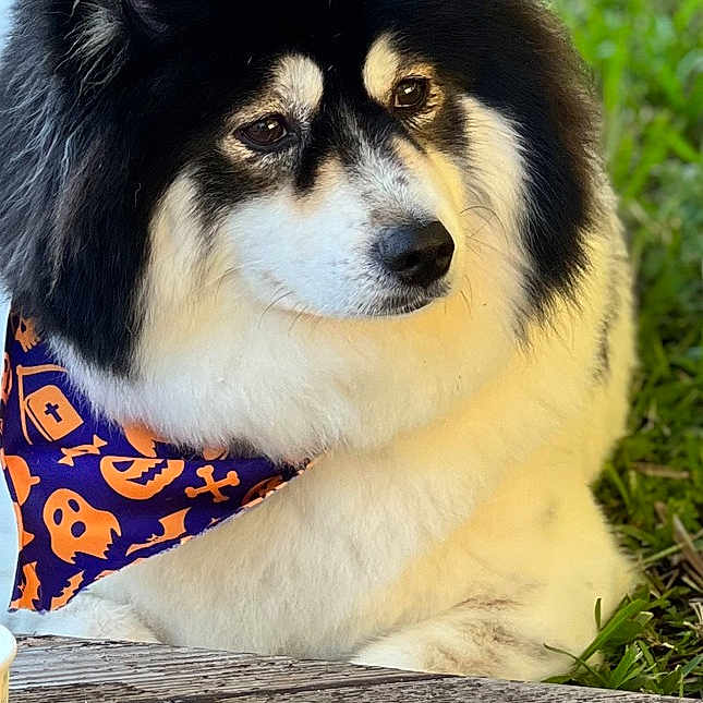 Minnie joined the competition — help win amazing prizes! animal, bandana, black_and_white, calm, closeup, companion, cute, dog, fluffy, fur, ghost, grass, halloween, nature, outdoor, pet, portrait, pumpkin, sitting, wooden_surface
