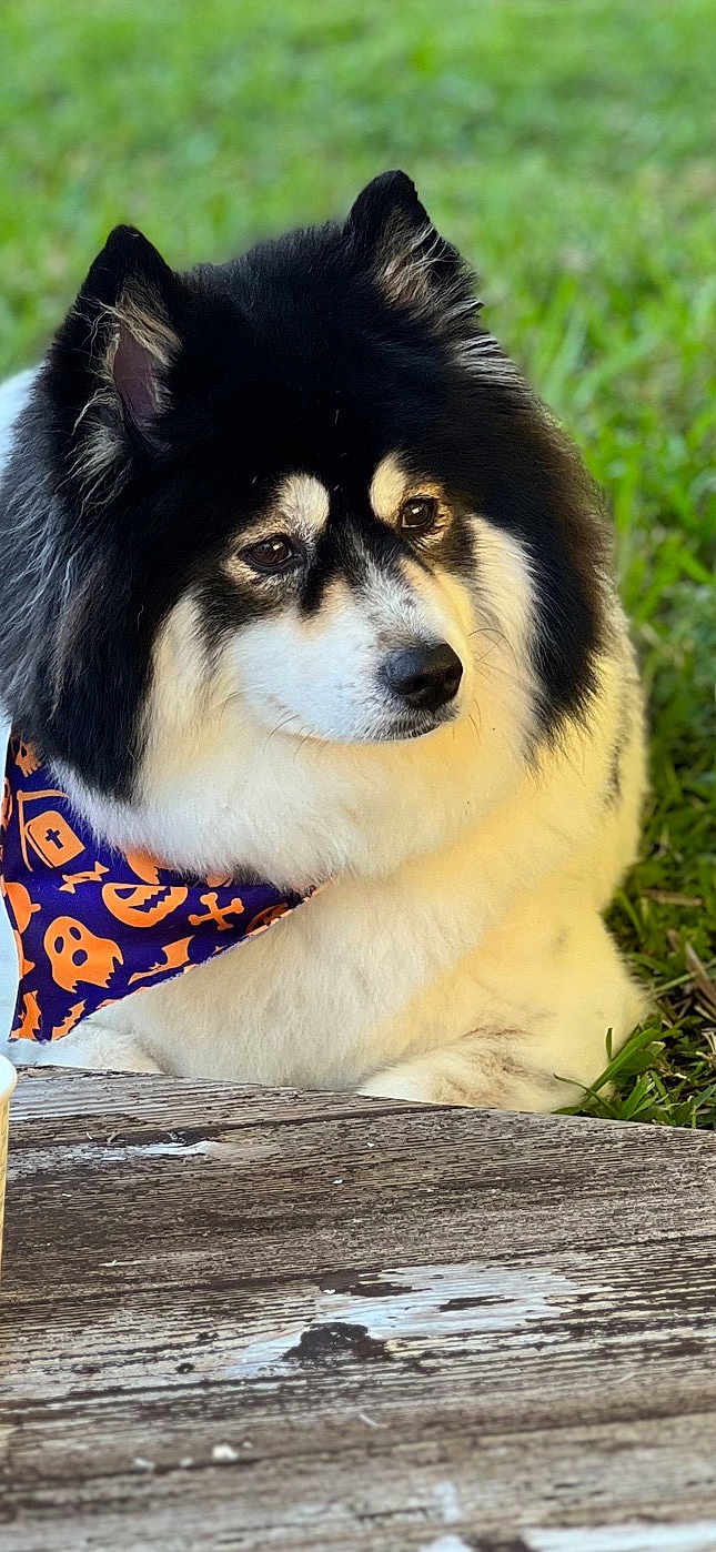 Minnie joined the competition — help win amazing prizes! dog, fluffy, black_and_white, bandana, halloween, pumpkin, ghost, outdoor, grass, wooden_surface, pet, cute, calm, animal, closeup, fur, sitting, portrait, nature, companion