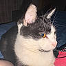 Titoune a rejoint le concours — aidez-le/la à gagner de superbes lots ! cat, black_and_white, yellow_eyes, whiskers, close_up, pet, indoor, feline, fur, animal, looking_away, bed, blue_bedspread, person, clothing, red, black, nose, ear, domestic_cat