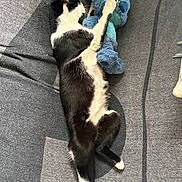 Titoune a rejoint le concours — aidez-le/la à gagner de superbes lots ! cat, black_and_white_cat, plush_toy, sofa, gray_sofa, pet, animal, indoor, cozy, relaxed, sleeping_cat, stuffed_animal, soft_toy, feline, paw, fur, toy, couch, resting, sunlight