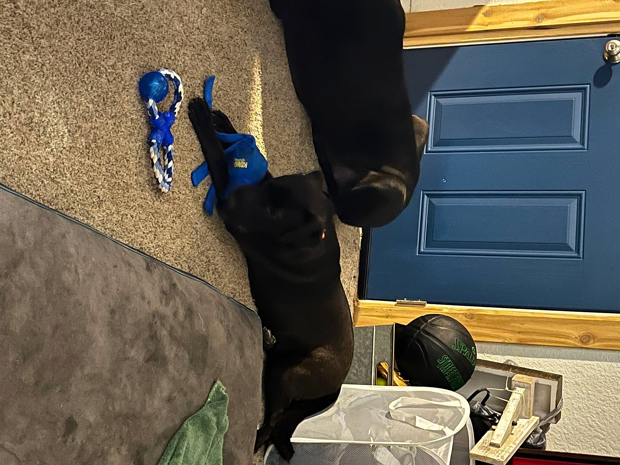 Flash joined the competition — help win amazing prizes! canidae, carnivore, comfort, companion_dog, dog, dog_breed, electric_blue, guard_dog, human_leg, non_sporting_group, pet_supply, shadow, sporting_group, tail