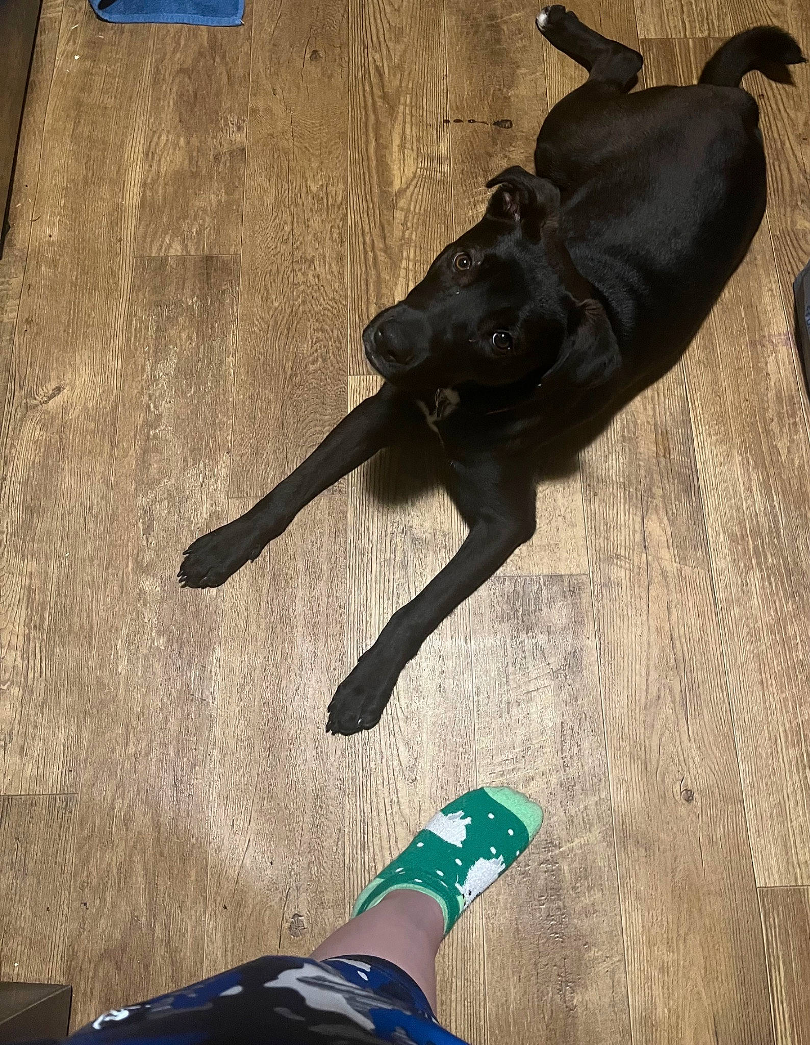 Flash joined the competition — help win amazing prizes! black, blue, carnivore, companion_dog, dog, dog_breed, dog_collar, fawn, floor, flooring, leash, light, photograph, snapshot, snout, tail, tints_and_shades, toy_dog, wood, working_animal