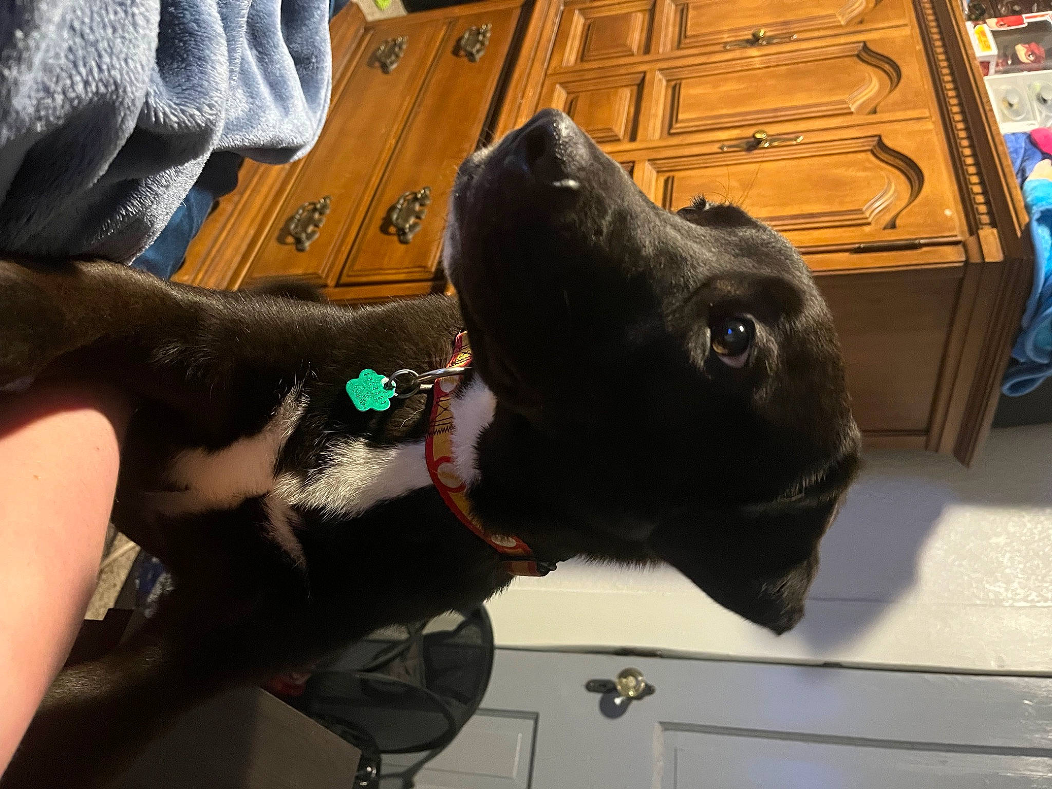 Flash is registered to the contest to win money with this photo: cabinetry, canidae, carnivore, collar, companion_dog, denim, dog, dog_breed, dog_collar, fashion_accessory, fawn, fur, guard_dog, leash, liver, personal_protective_equipment, pet_supply, snout, sporting_group, working_animal