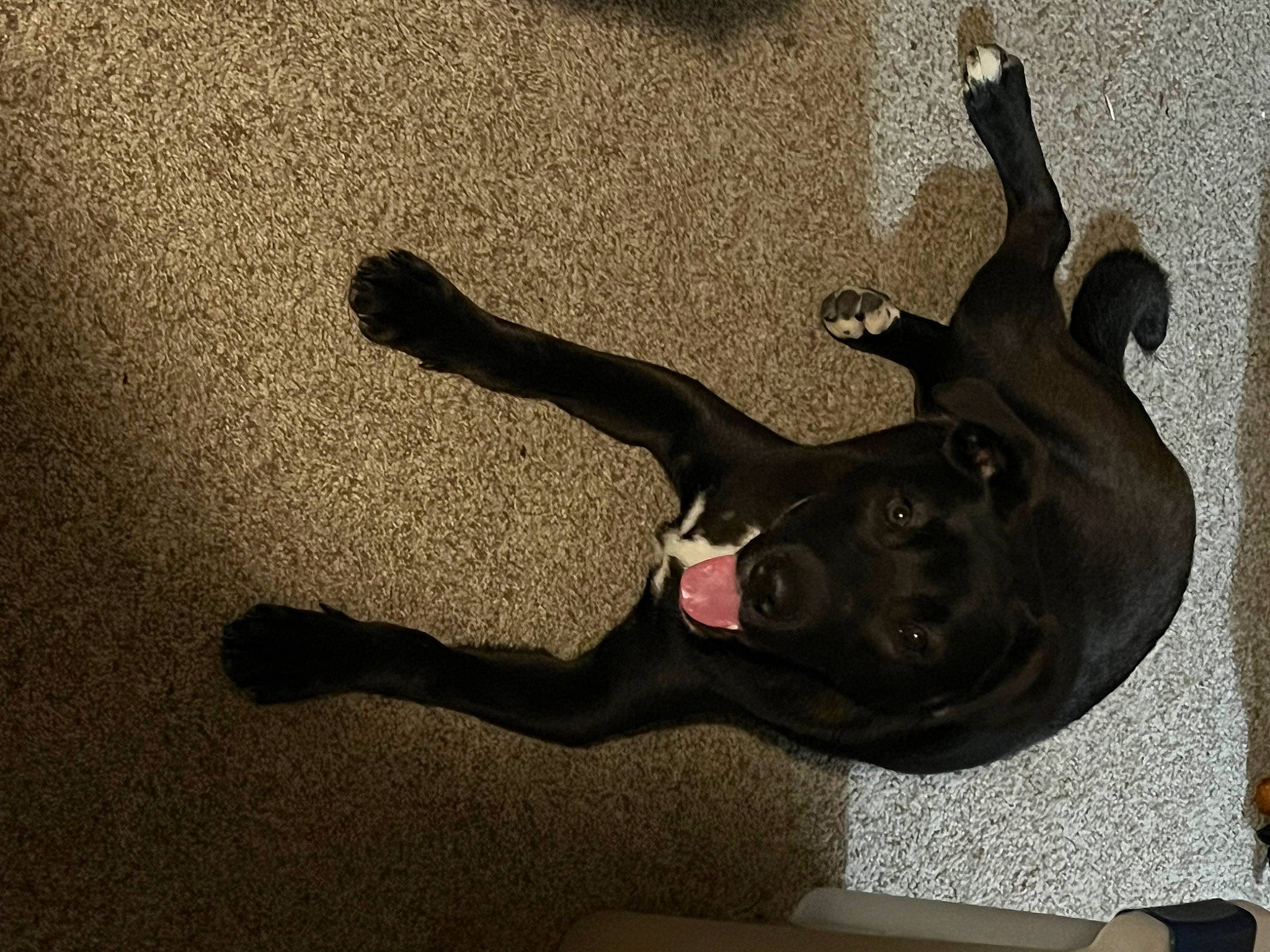 Flash joined the competition — help win amazing prizes! comfort, dog, dog_breed, fawn, finger, flooring, foot, gesture, grey, guard_dog, hardwood, human_leg, knee, paw, shadow, snout, sporting_group, tail, wood, wrist