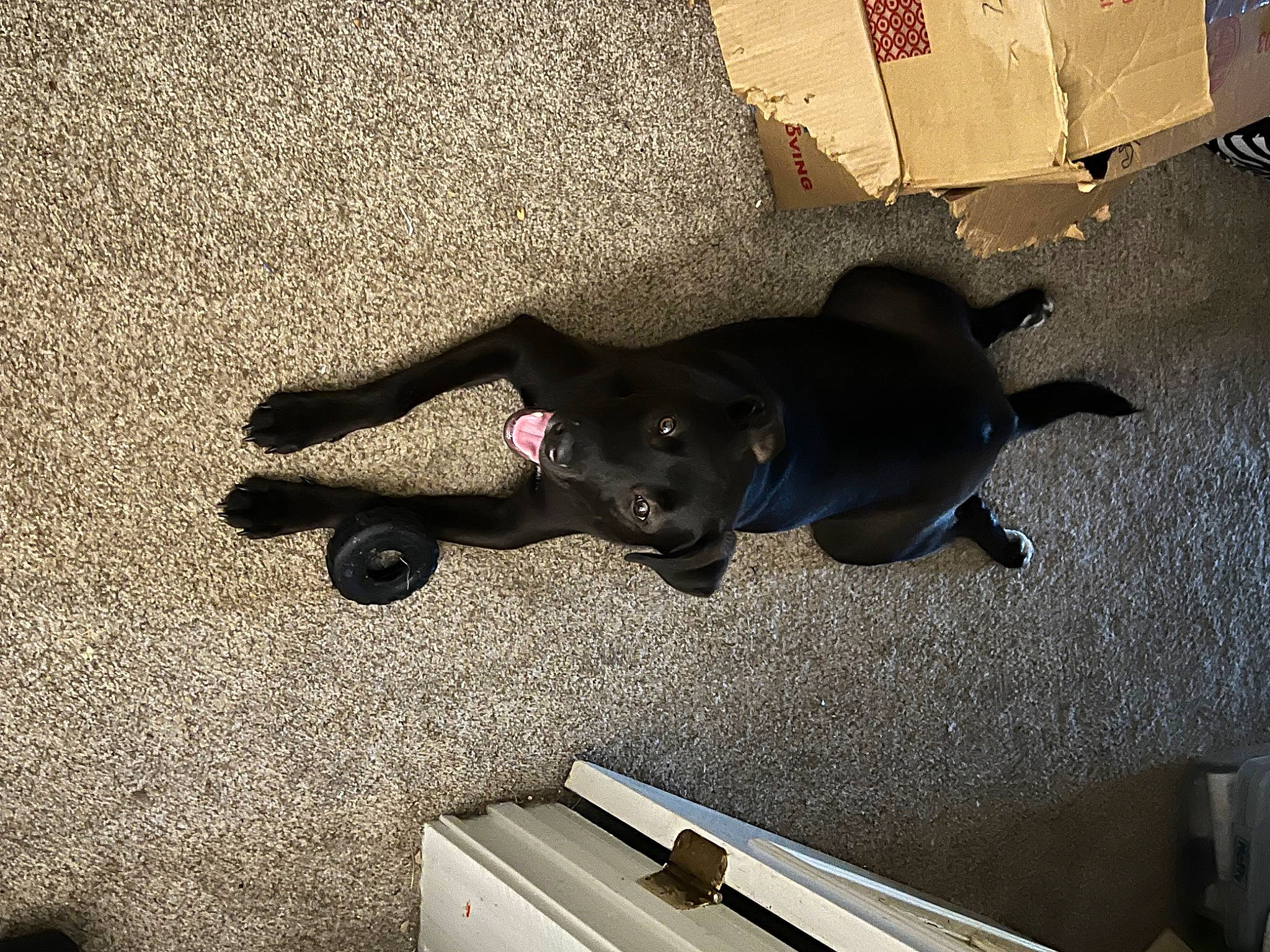 Flash joined the competition — help win amazing prizes! asphalt, canidae, carnivore, comfort, companion_dog, concrete, dog, dog_breed, fawn, flooring, grey, guard_dog, non_sporting_group, paw, road_surface, shadow, sporting_group, tail, toy_dog, working_animal