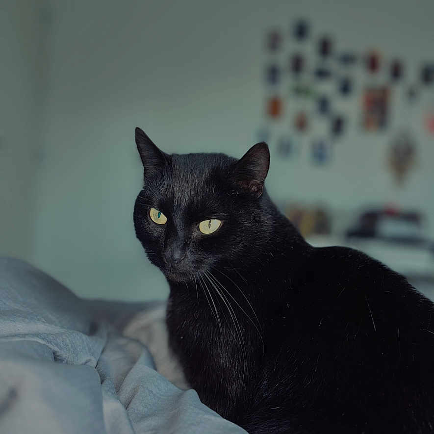 Minou participe au concours pour gagner de l'argent avec cette photo : animal, bed, black_cat, blanket, cat, cozy, curious, cute, domestic_cat, feline, fur, indoor, looking_away, pet, portrait, relaxing, sleepy, soft_light, whiskers, yellow_eyes