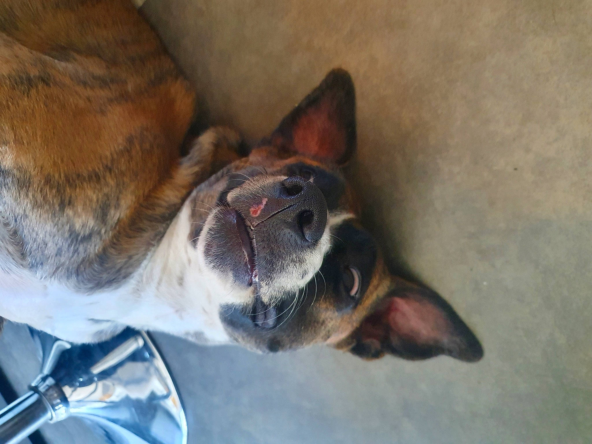 Poushka participe au concours pour gagner de l'argent avec cette photo : canidae, carnivore, collar, comfort, companion_dog, dog, dog_breed, ear, foot, fur, guard_dog, human_leg, liver, paw, snout, sporting_group, whiskers, wood, working_animal, working_dog