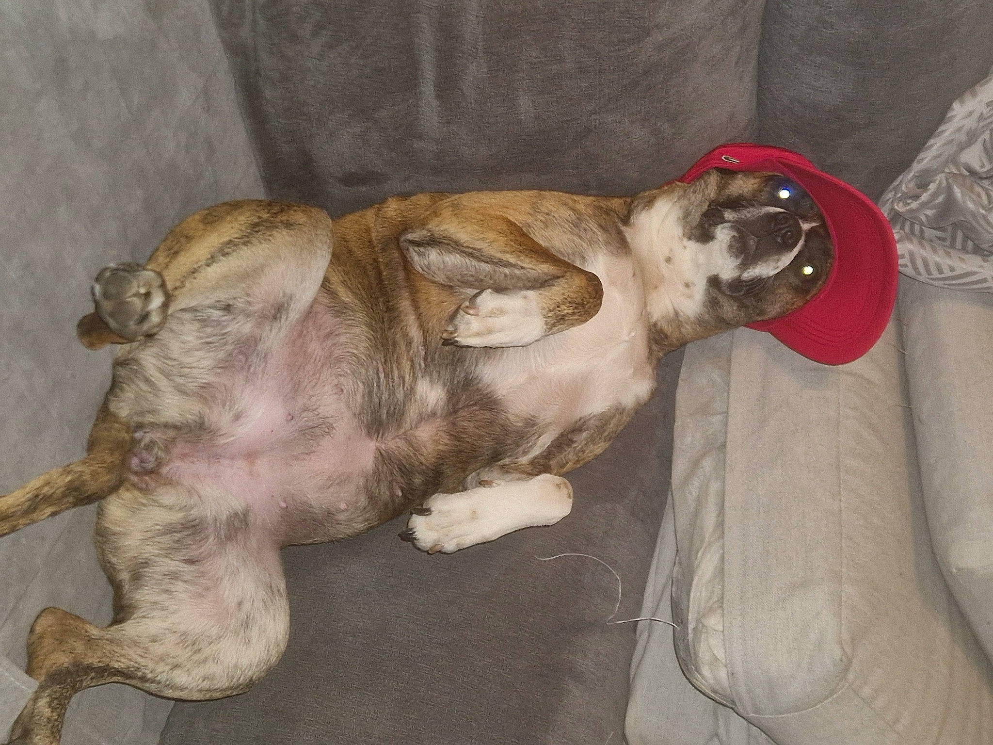 Poushka participe au concours pour gagner de l'argent avec cette photo : art, canidae, carnivore, claw, comfort, companion_dog, dog, dog_breed, fawn, felidae, foot, fur, liver, painting, paw, sporting_group, tail, terrestrial_animal, whiskers, working_animal