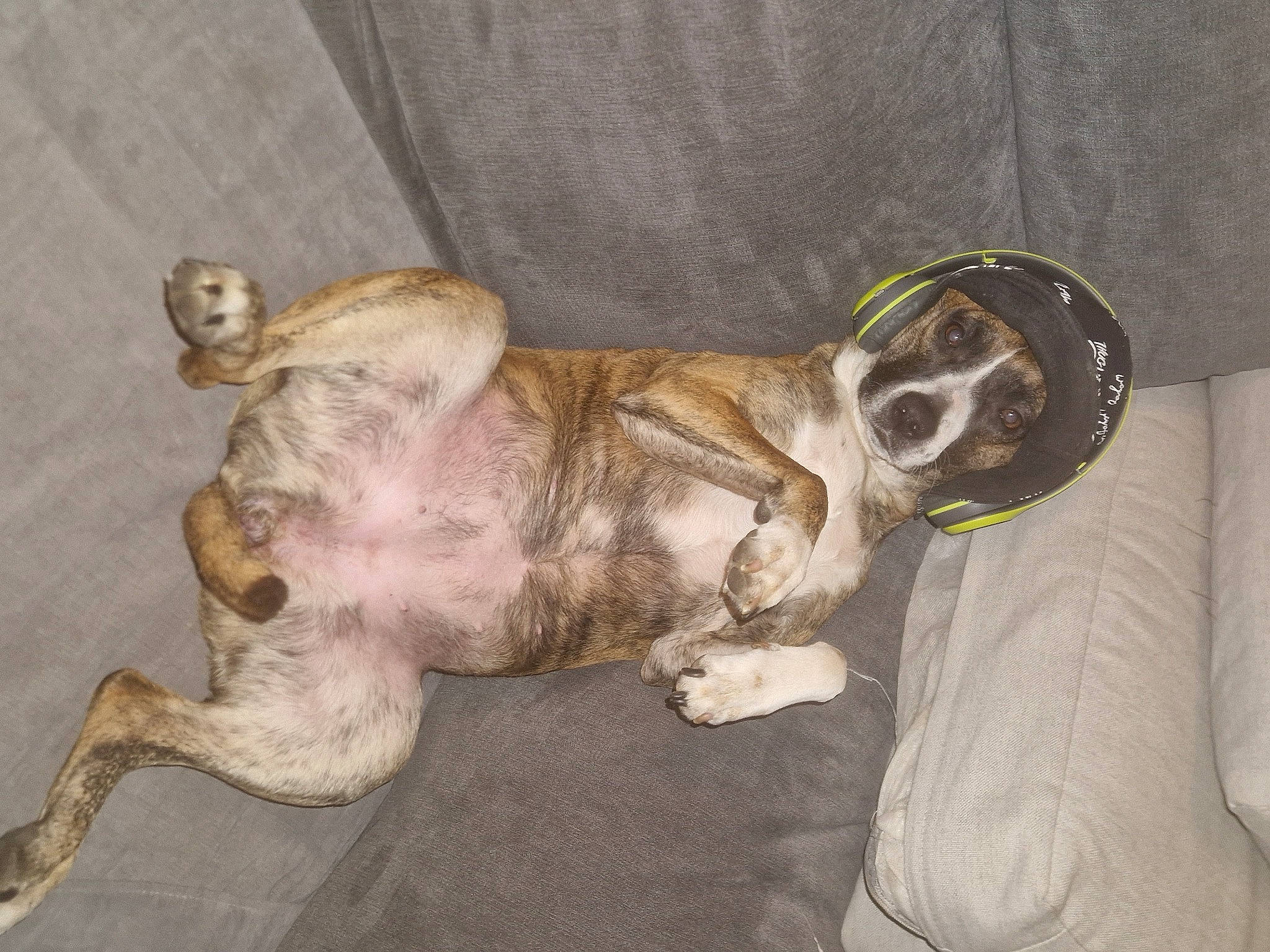 Poushka a rejoint le concours — aidez-le/la à gagner de superbes lots ! canidae, carnivore, comfort, companion_dog, couch, dog, dog_breed, dog_supply, fawn, fur, liver, non_sporting_group, paw, pet_supply, puppy, snout, sporting_group, tail, terrestrial_animal, working_animal