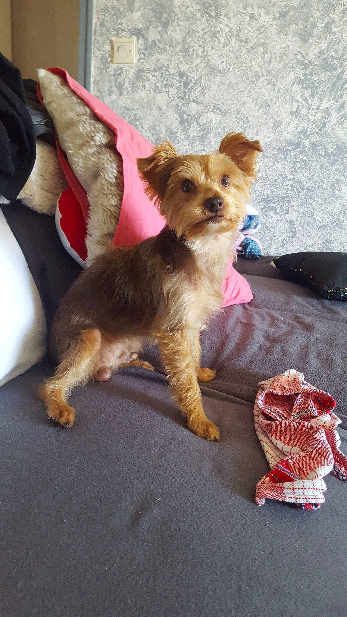 Jeko participe au concours pour gagner de l'argent avec cette photo : australian_silky_terrier, canidae, carnivore, companion_dog, dog, dog_breed, fawn, mammal, morkie, norfolk_terrier, norwich_terrier, puppy, rare_breed_dog, small_terrier, snout, terrier, toy_dog, vertebrate, yorkipoo, yorkshire_terrier