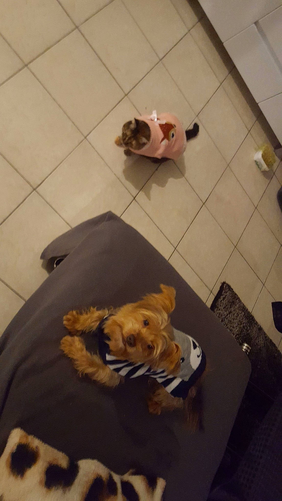 Jeko a rejoint le concours — aidez-le/la à gagner de superbes lots ! canidae, carnivore, companion_dog, dog, dog_breed, fawn, floor, flooring, puppy, sporting_group, tile