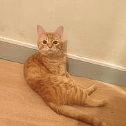 Astraal a rejoint le concours — aidez-le/la à gagner de superbes lots ! cat, ginger_cat, tabby, feline, pet, indoor, wooden_floor, baseboard, wall, tail, whiskers, ears, sitting, relaxed, looking_at_camera, curious, portrait, brown, domestic, cute