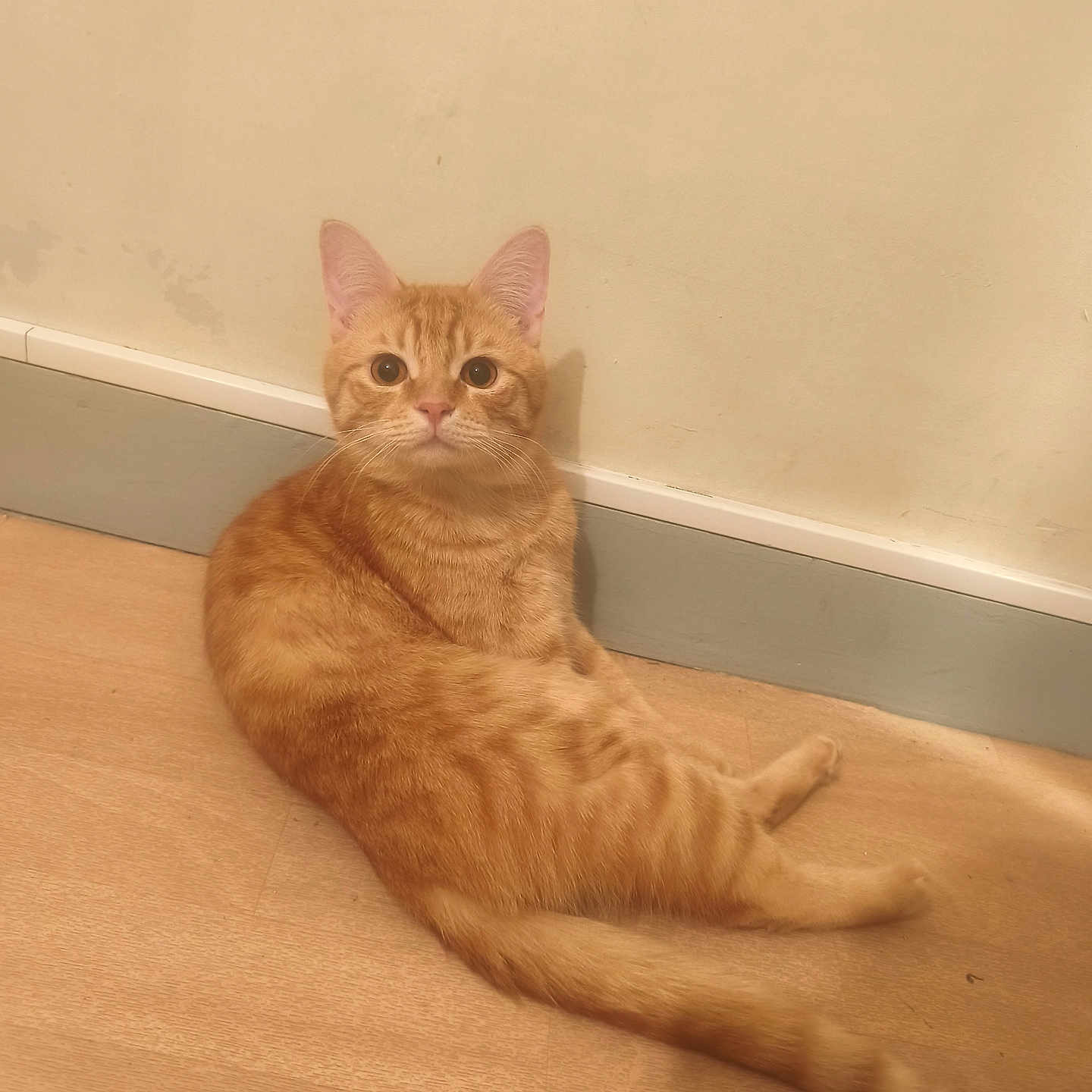 Astraal a rejoint le concours — aidez-le/la à gagner de superbes lots ! baseboard, brown, cat, curious, cute, domestic, ears, feline, ginger_cat, indoor, looking_at_camera, pet, portrait, relaxed, sitting, tabby, tail, wall, whiskers, wooden_floor