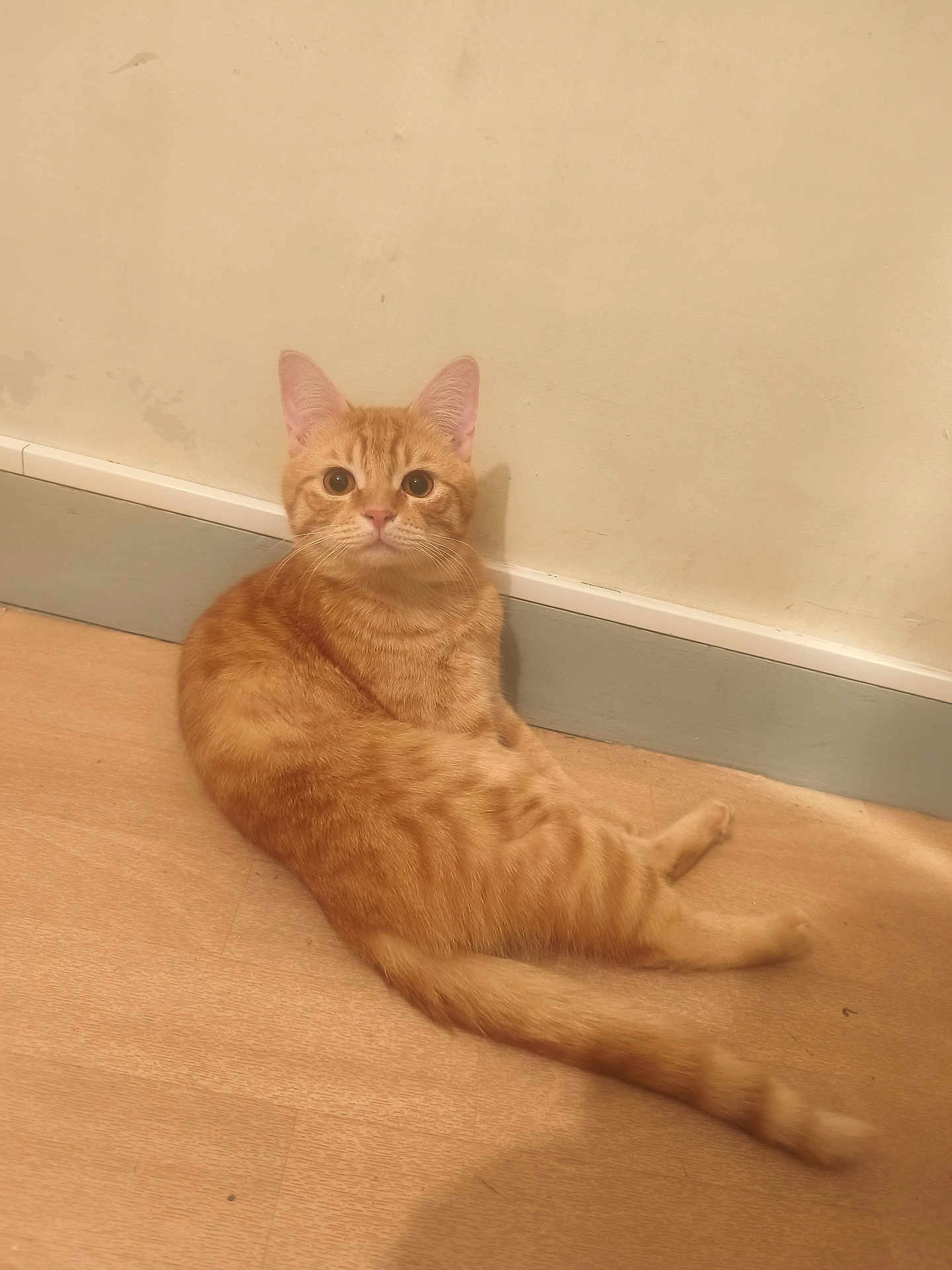 Astraal a rejoint le concours — aidez-le/la à gagner de superbes lots ! cat, ginger_cat, tabby, feline, pet, indoor, wooden_floor, baseboard, wall, tail, whiskers, ears, sitting, relaxed, looking_at_camera, curious, portrait, brown, domestic, cute